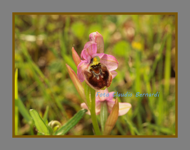 ibrido ophrys tenthredinifera x ophrys gracilis